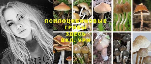 PSILOCYBIN Алзамай